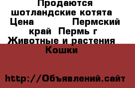 Продаются шотландские котята › Цена ­ 2 500 - Пермский край, Пермь г. Животные и растения » Кошки   
